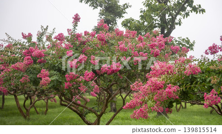 crape myrtle, zinnia crape myrtle, zinnia 139815514