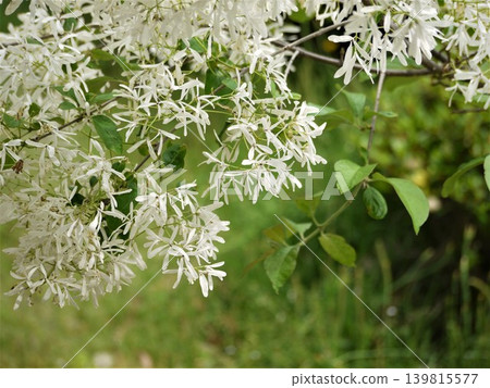 White flowers of Chionanthus retusus 139815577