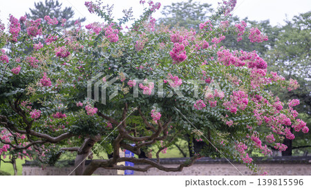 crape myrtle, zinnia crape myrtle, zinnia 139815596