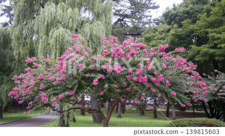 crape myrtle, zinnia crape myrtle, zinnia 139815603