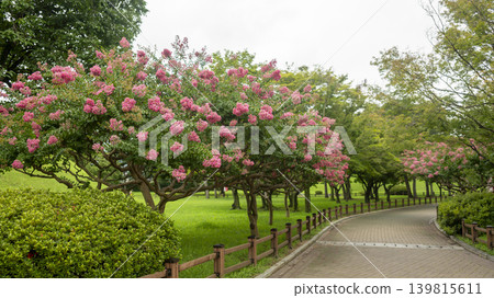 crape myrtle, zinnia crape myrtle, zinnia 139815611