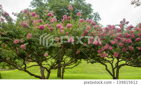 crape myrtle, zinnia crape myrtle, zinnia 139815612