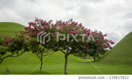 crape myrtle, zinnia crape myrtle, zinnia 139815622