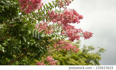crape myrtle, zinnia crape myrtle, zinnia 139815628