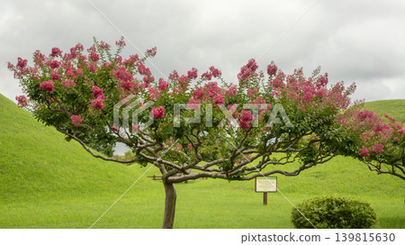 crape myrtle, zinnia crape myrtle, zinnia 139815630