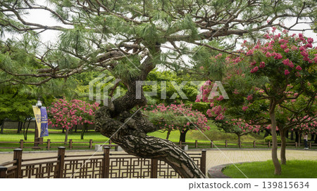 crape myrtle, zinnia crape myrtle, zinnia 139815634
