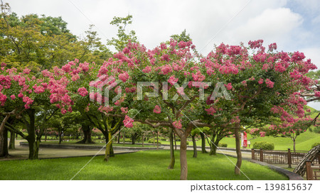 crape myrtle, zinnia crape myrtle, zinnia 139815637