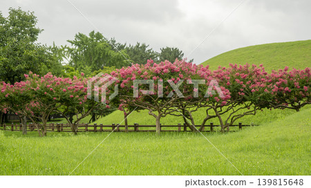 crape myrtle, zinnia crape myrtle, zinnia 139815648