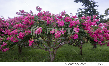 crape myrtle, zinnia 139815655
