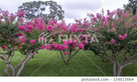 crape myrtle, zinnia crape myrtle, zinnia 139815664