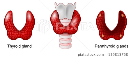 Thyroid and Parathyroid glands. Anatomy of human endocrine gland. Human endocrine system. The trachea, larynx, and lower pharynx. 139815768