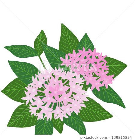 Hand-drawn flower illustration: Pentas Hand-drawn flower illustration: Pentas 139815854