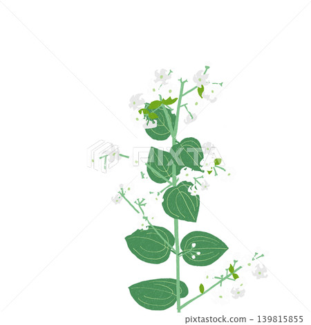 手繪花卉插畫 - 茜 手繪花卉插畫 - 茜 139815855