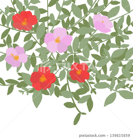 Hand-drawn flower illustration: Portulaca 139815859