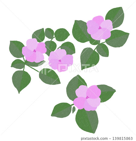 手繪花卉插圖:鳳仙花 手繪花卉插圖:鳳仙花 139815863