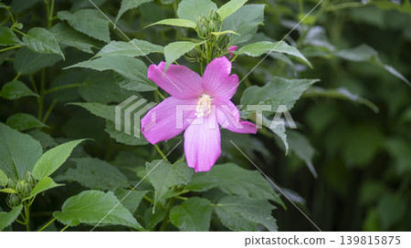 Hibiscus 139815875