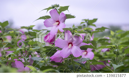 Hibiscus Hibiscus 139815877