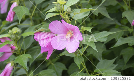 Hibiscus Hibiscus 139815881