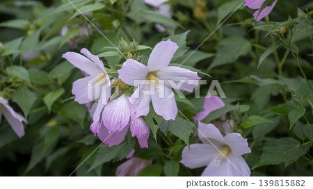 Hibiscus Hibiscus 139815882