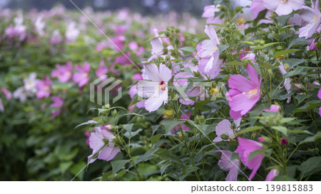 Hibiscus Hibiscus 139815883