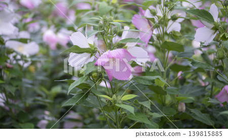Hibiscus 139815885