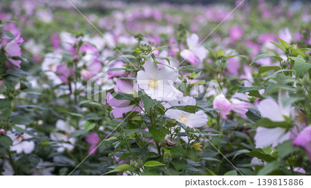 Hibiscus Hibiscus 139815886