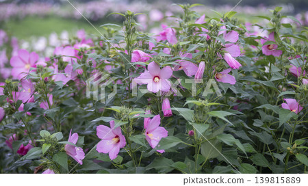 Hibiscus Hibiscus 139815889