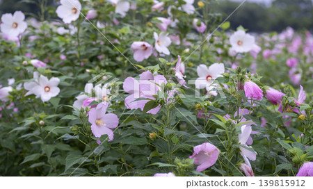 Hibiscus Hibiscus 139815912