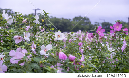 Hibiscus Hibiscus 139815913