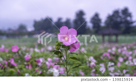Hibiscus Hibiscus 139815914