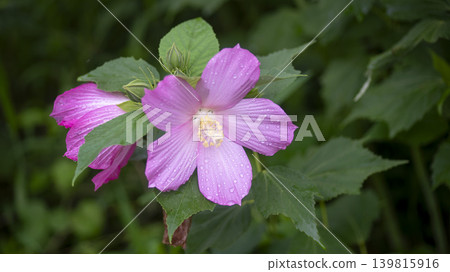 Hibiscus 139815916