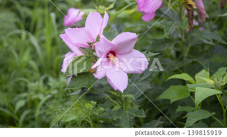 Hibiscus Hibiscus 139815919
