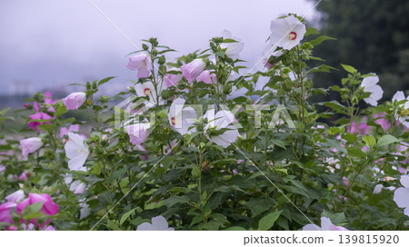 Hibiscus Hibiscus 139815920