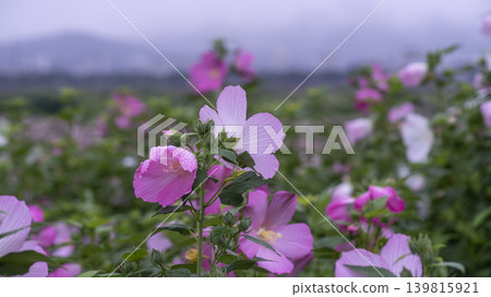 Hibiscus Hibiscus 139815921