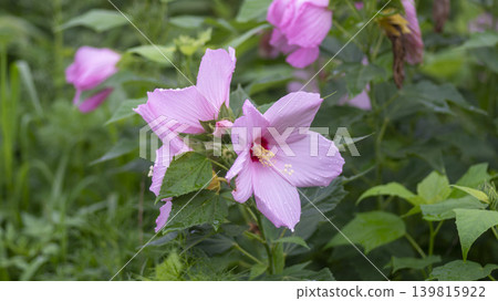Hibiscus Hibiscus 139815922