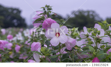 Hibiscus Hibiscus 139815924