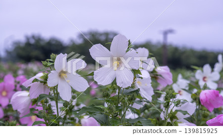 Hibiscus Hibiscus 139815925