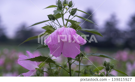 Hibiscus Hibiscus 139815927