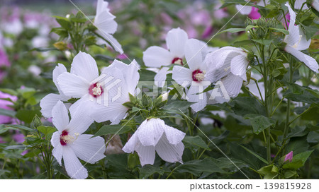 Hibiscus Hibiscus 139815928