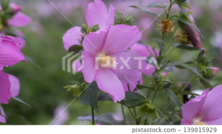 Hibiscus Hibiscus 139815929