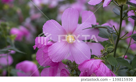 Hibiscus 139815930