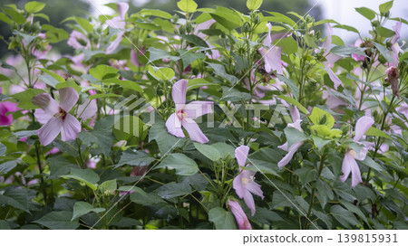 Hibiscus Hibiscus 139815931