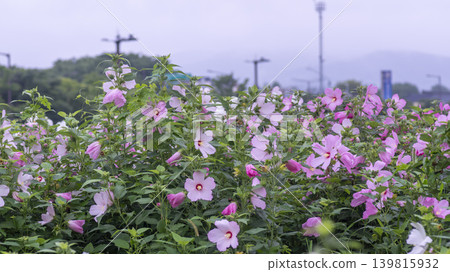 Hibiscus Hibiscus 139815932
