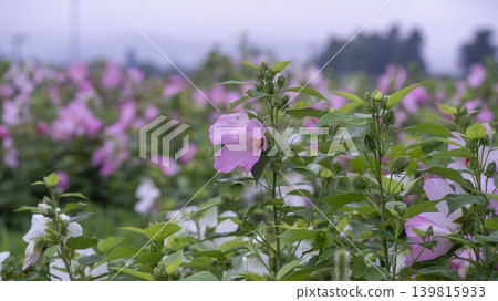 Hibiscus 139815933