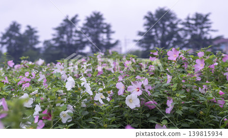 Hibiscus Hibiscus 139815934