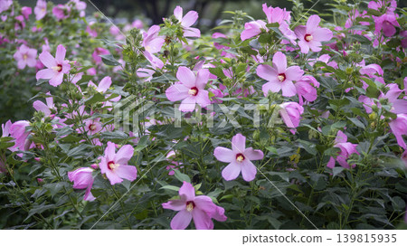 Hibiscus Hibiscus 139815935