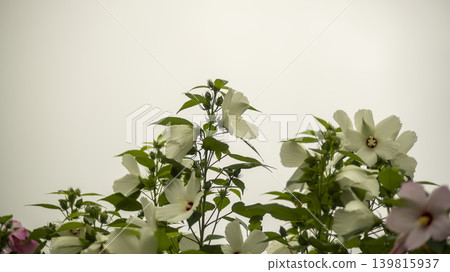 Hibiscus Hibiscus 139815937