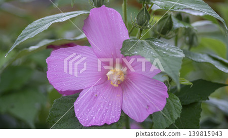 Hibiscus Hibiscus 139815943