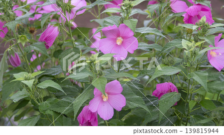 Hibiscus Hibiscus 139815944