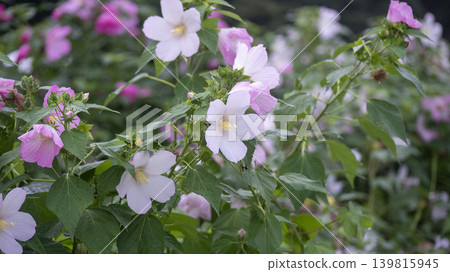 Hibiscus Hibiscus 139815945